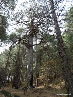 ppinazzu-25-10-2020 10